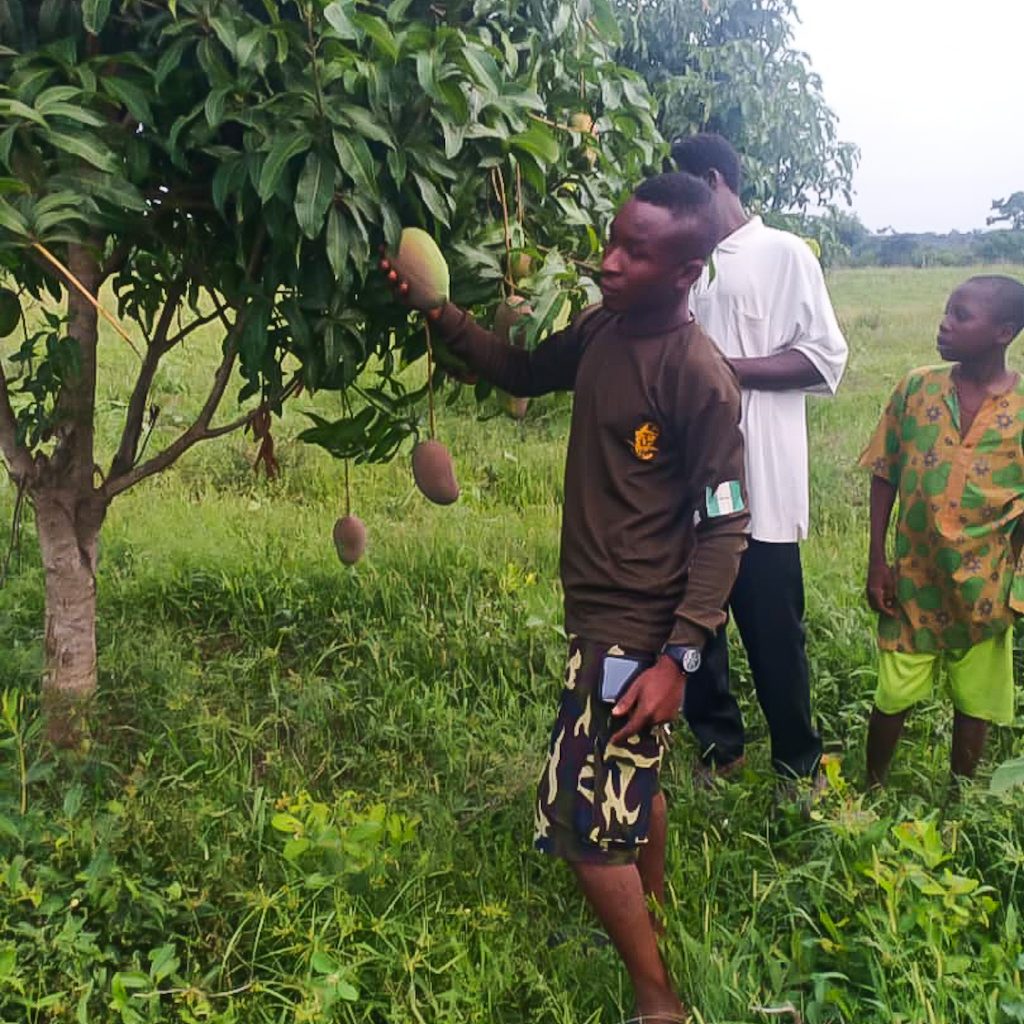 Mango Farm